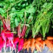 Vegetable Garden Visit